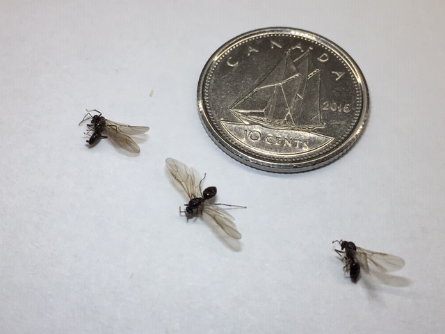 Male flying ants