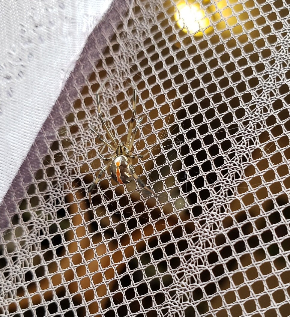 Female western black widow spider
