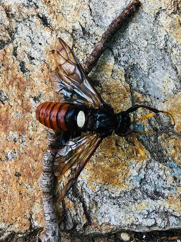 Elm sawfly