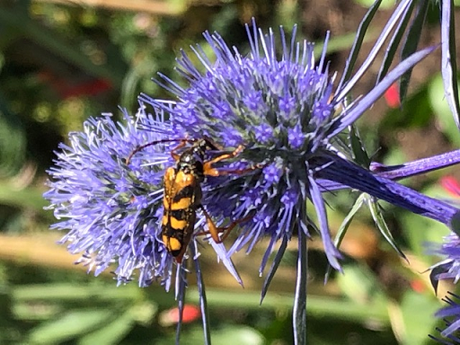 Flower longhorn beetle