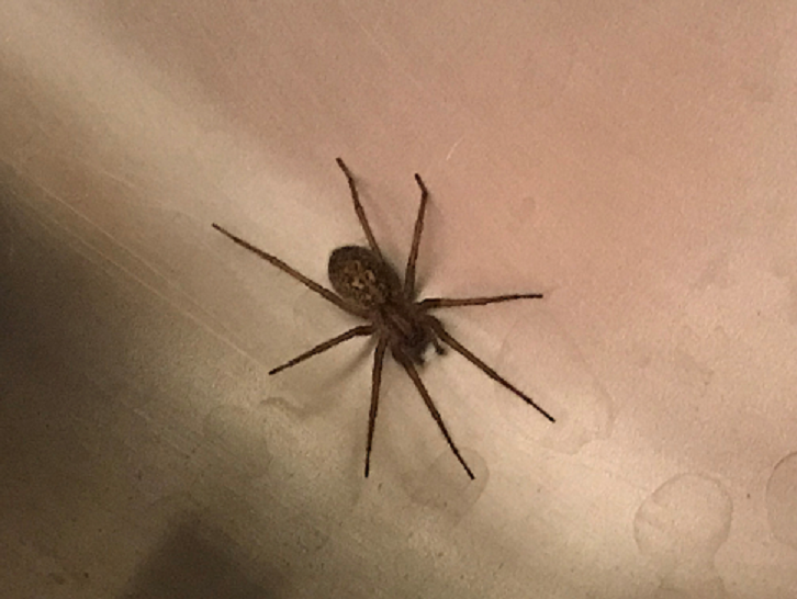 Funnel weaver spider