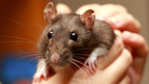 Pet rats linked to Seoul virus outbreak, CDC says.