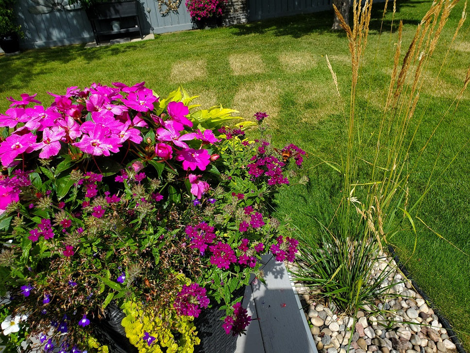 Clearwing sphinx moth