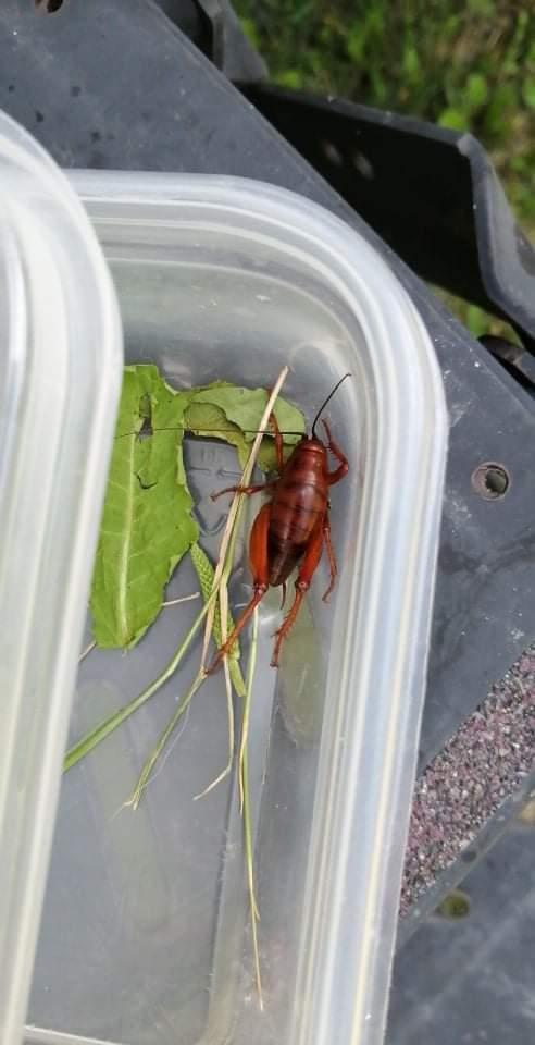 Camel cricket