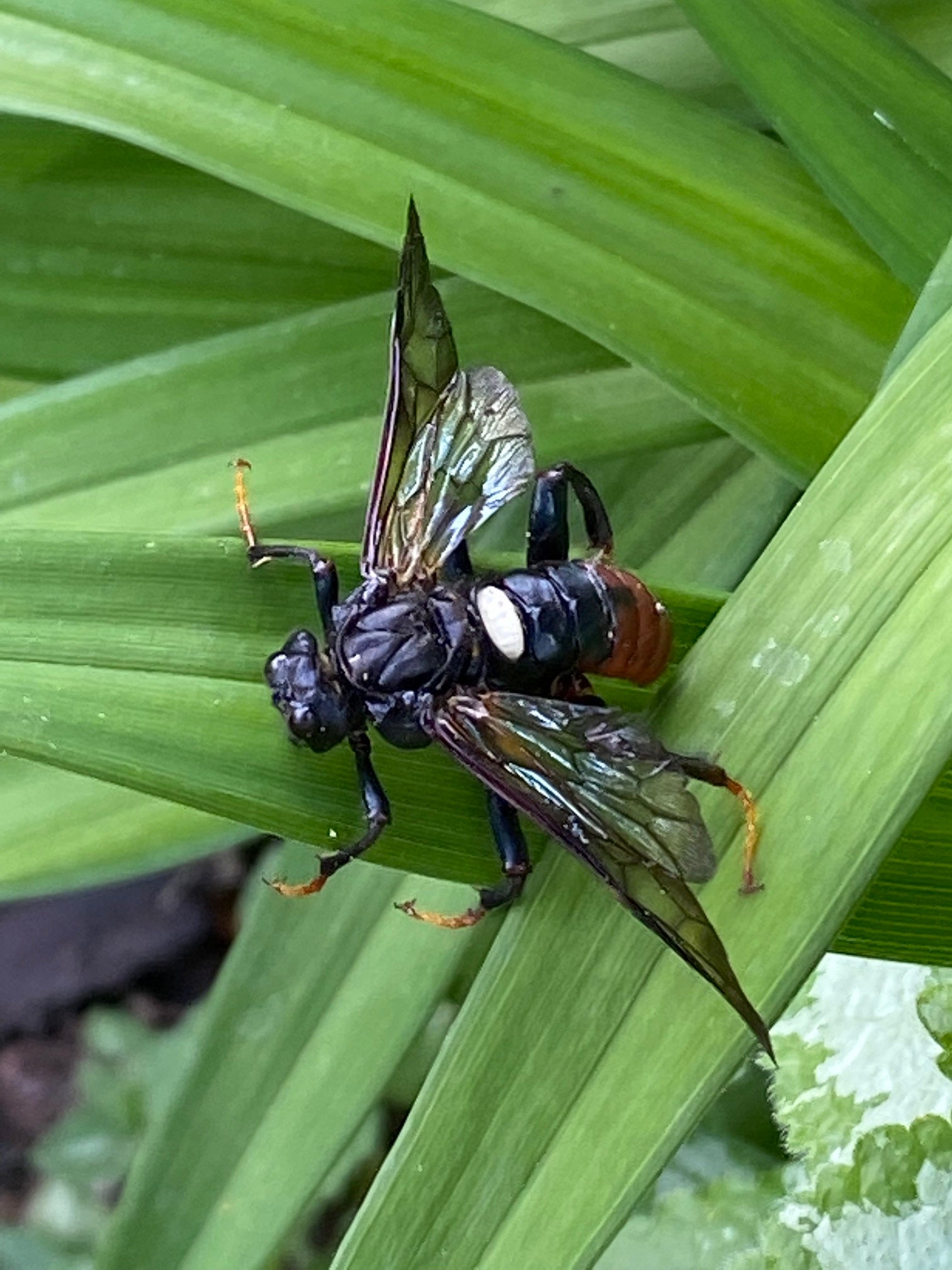 Elm sawfly