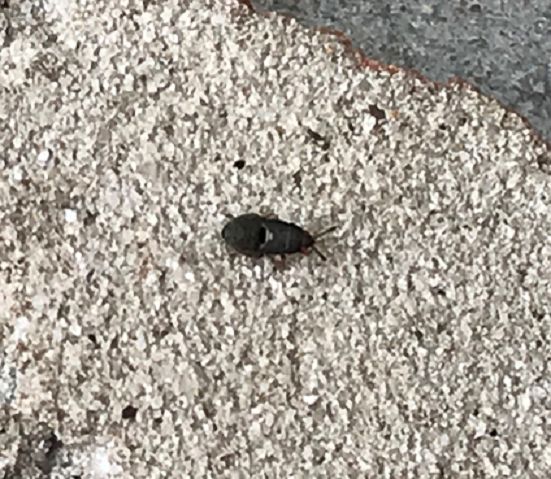 Nymph of a hairy chinch bug