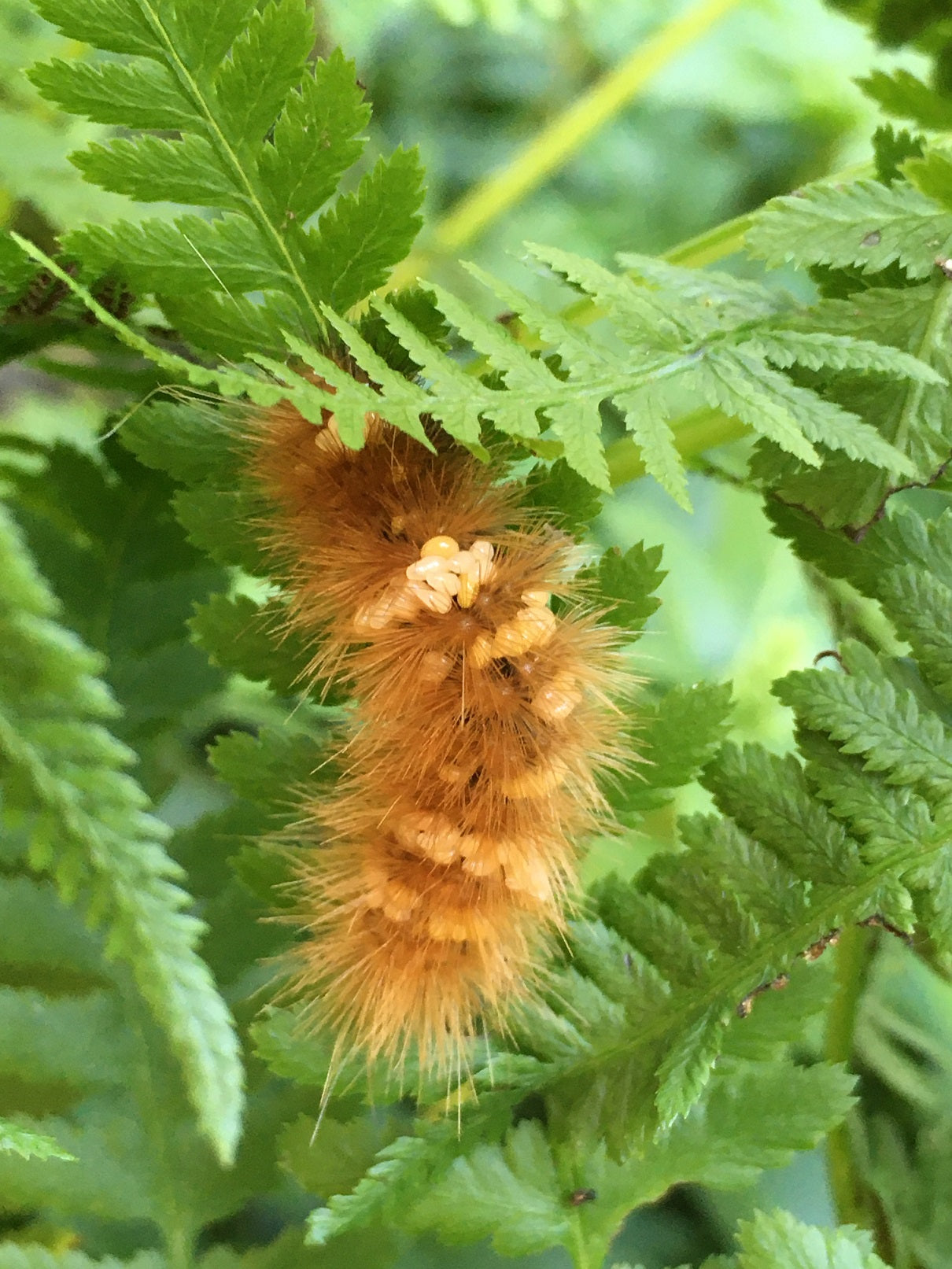 Yellow bear caterpillar