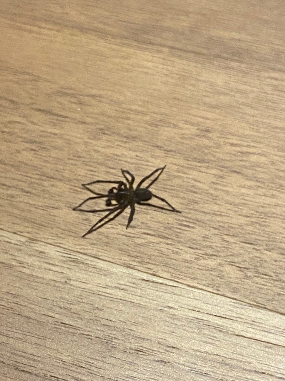 Male spider