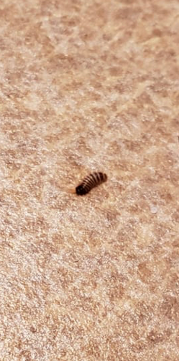 Larva of a carpet beetle