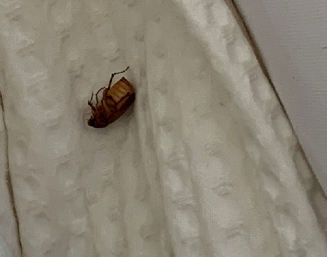 May beetles