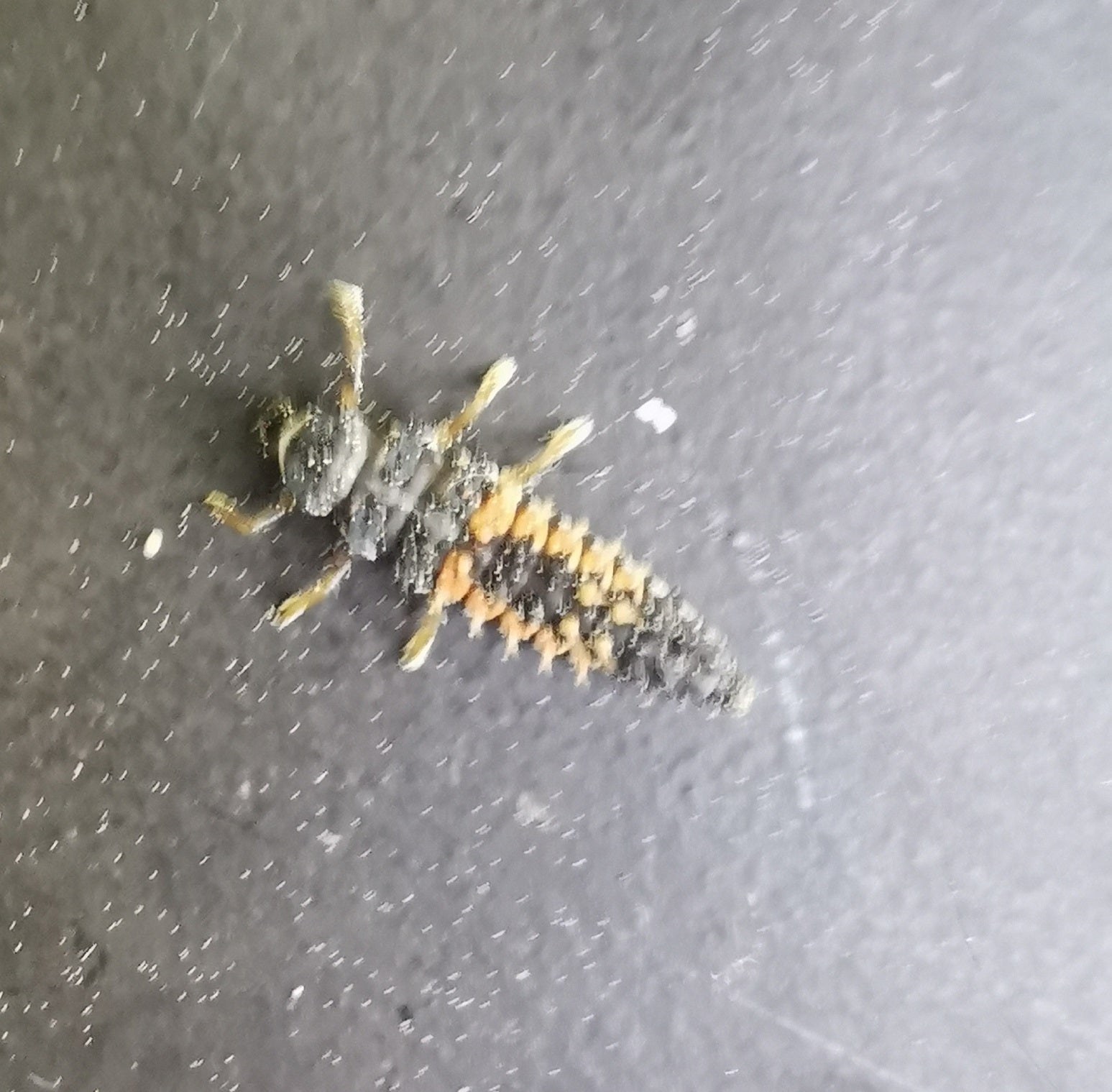Larva of Asian multi-coloured lady beetle