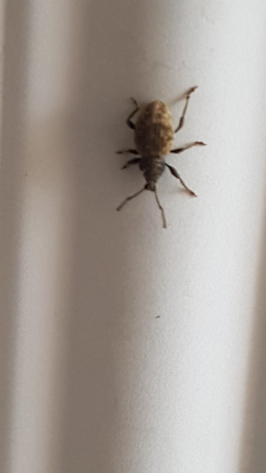Broad-nosed short-snouted weevil