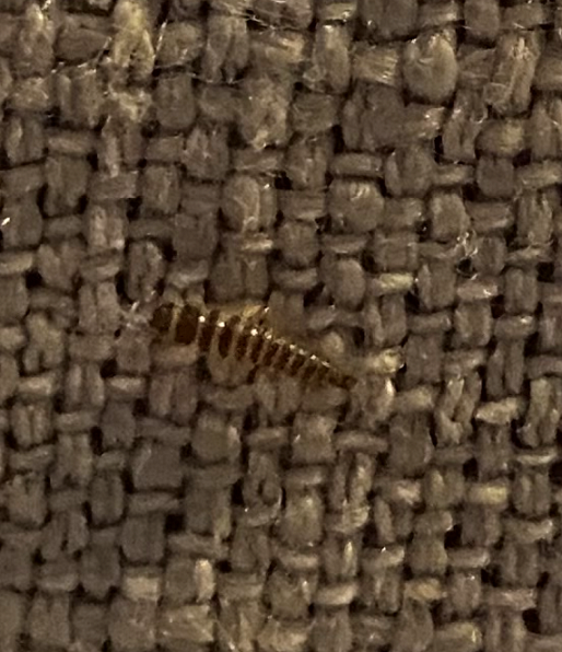 Larva of a carpet beetle