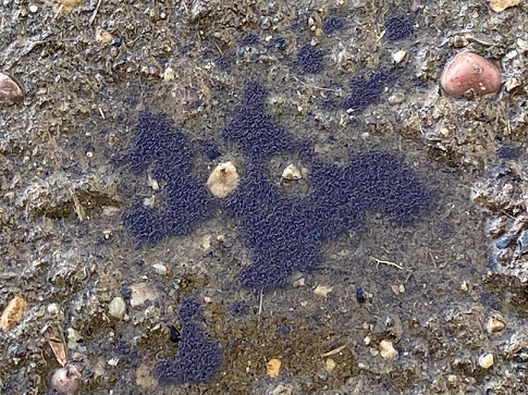 Springtails