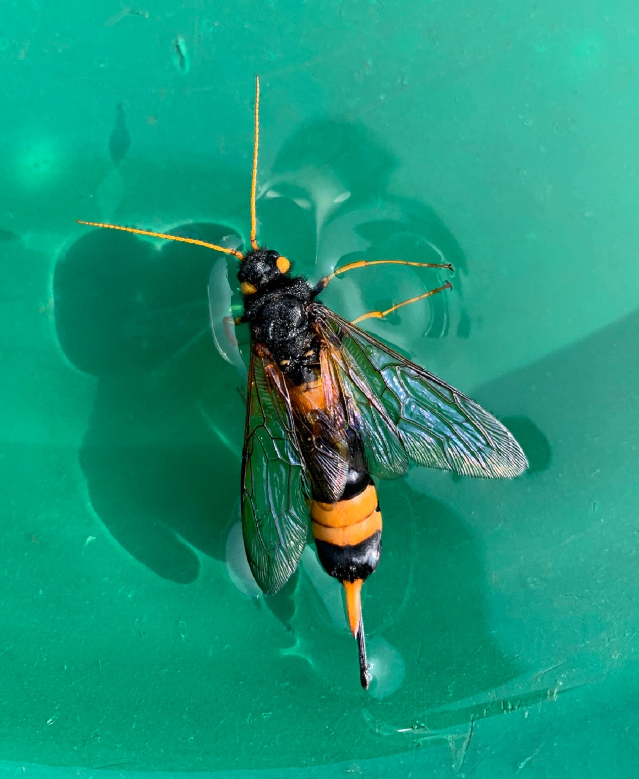 Banded horntail,(Hymenoptera: Siricidae)