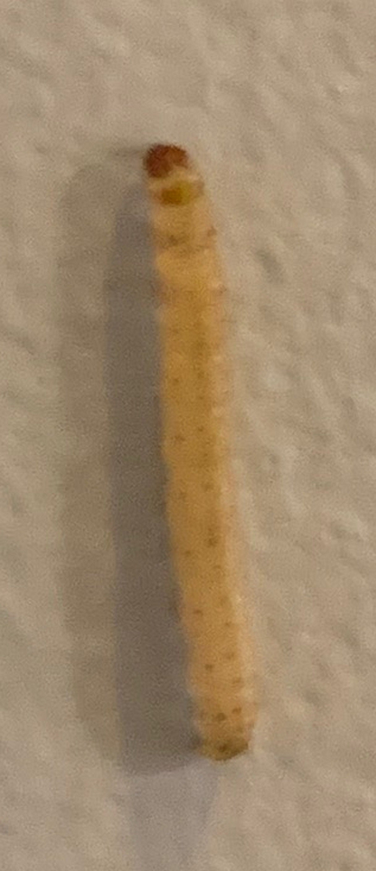 Caterpillar
