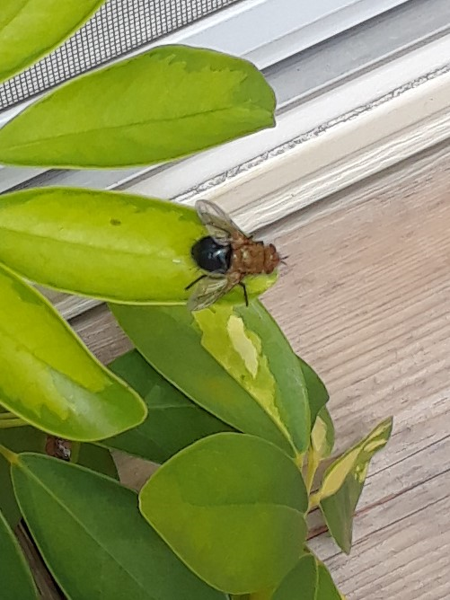 Fly-Tachinidae
