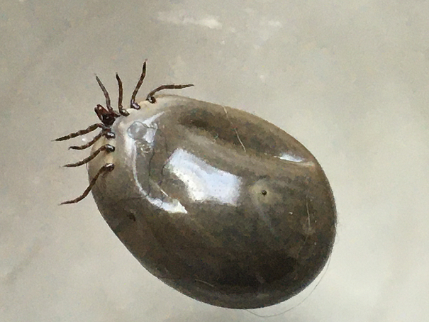 Engorged female hard tick
