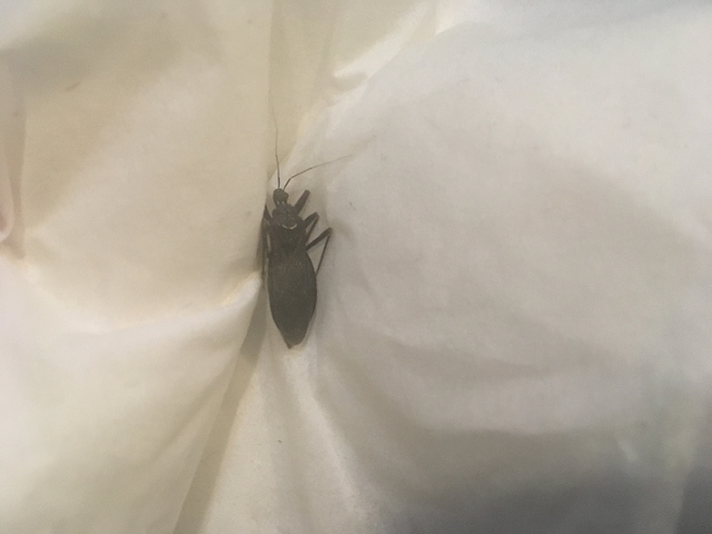 Assassin bug