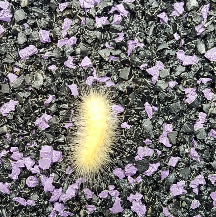 Yellow bear caterpillar
