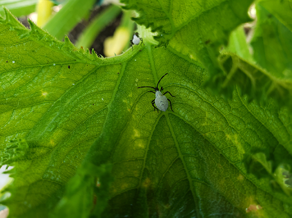 Young nymphs of a squash bug