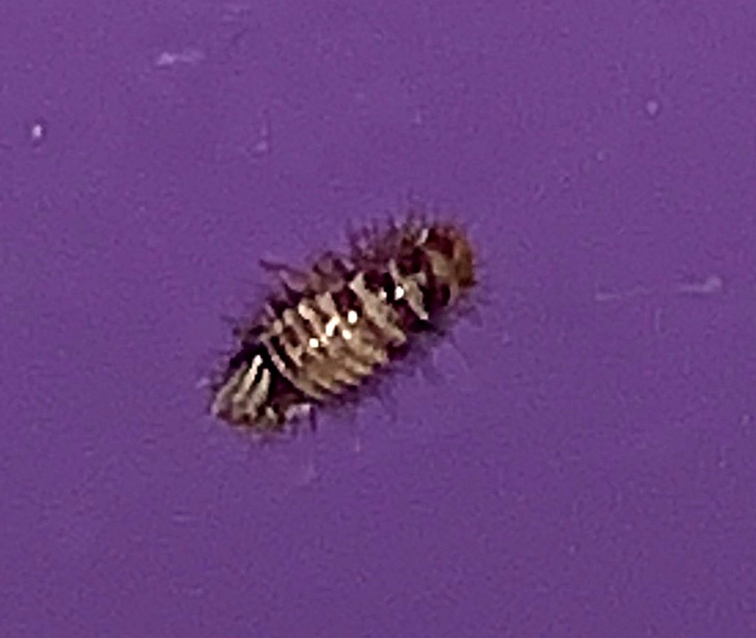 Larva of a carpet beetle