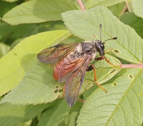 Elm sawfly