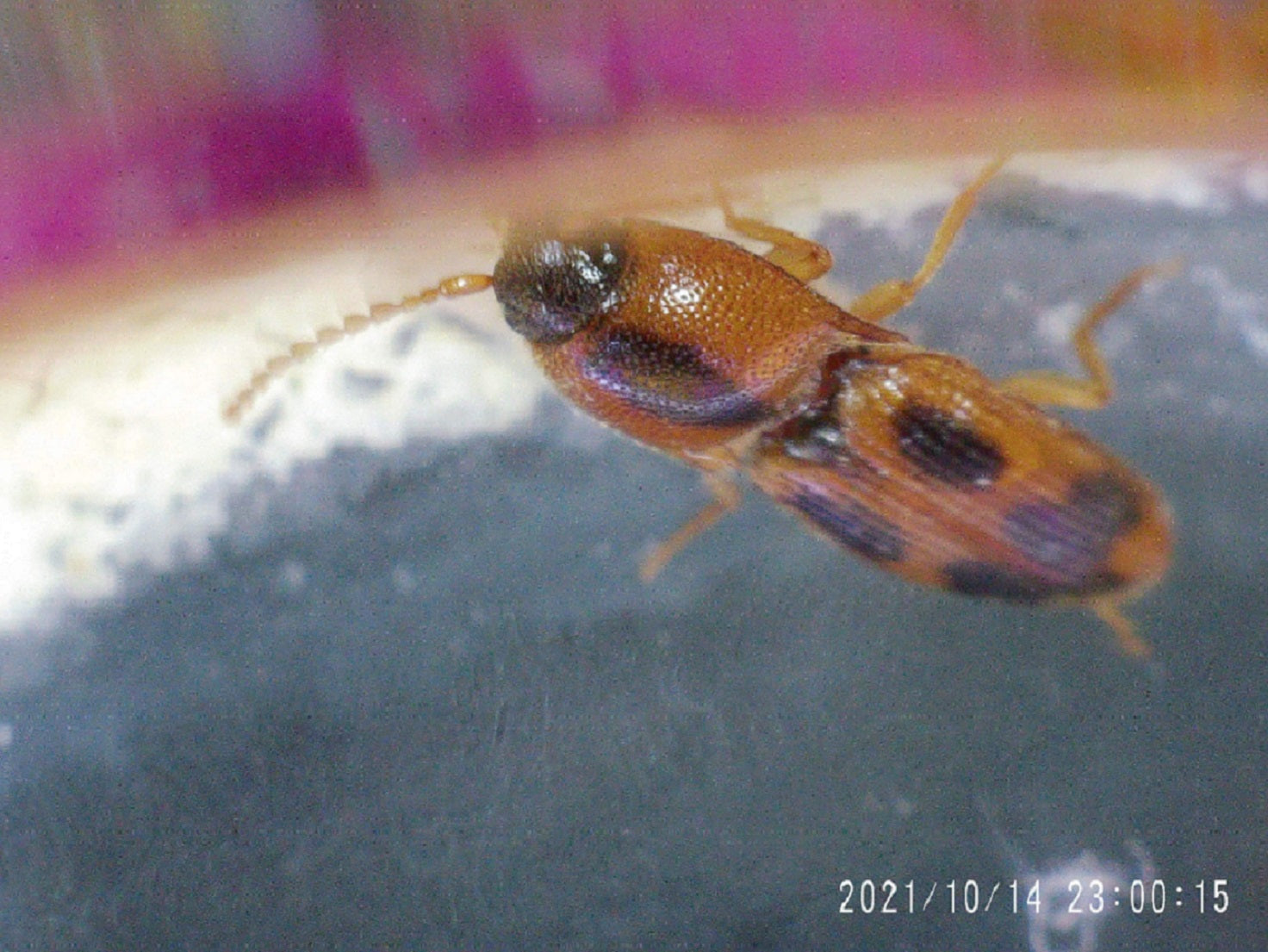 Click beetle