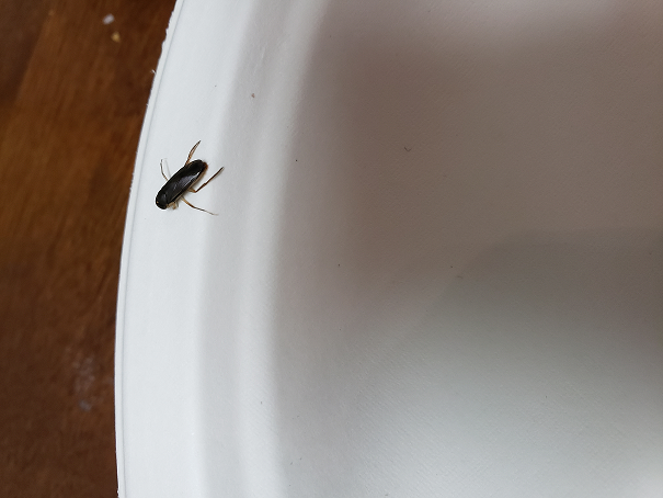Water boatman