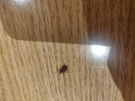 Broad-nosed/short-snouted weevil
