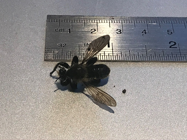 Robber fly