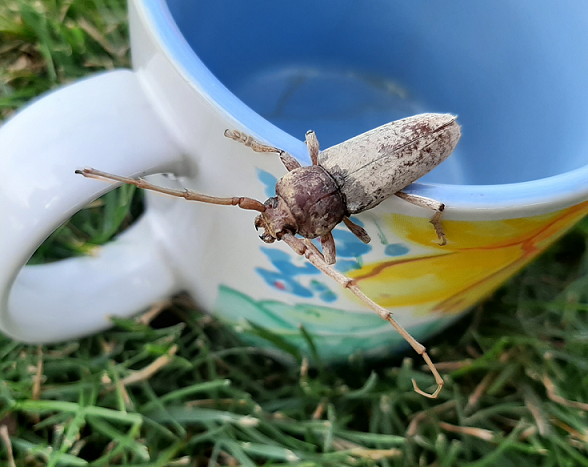 Long-horned wood-boring beetle