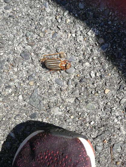 Ten-lined June beetle