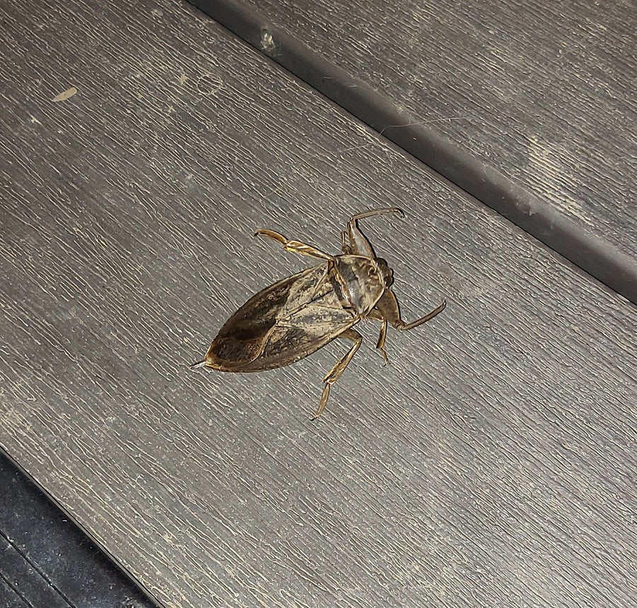 Giant water bug