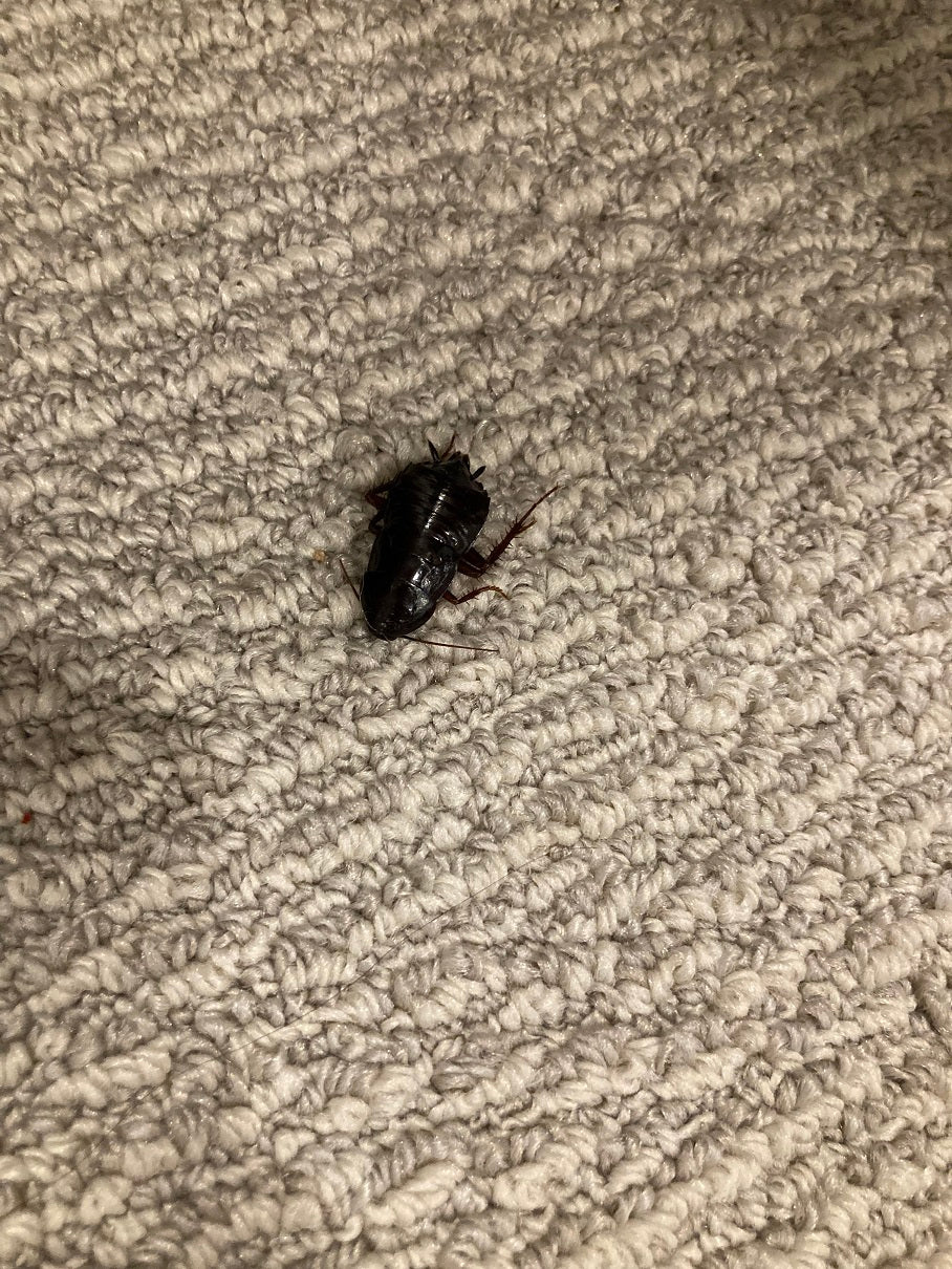 Oriental cockroach