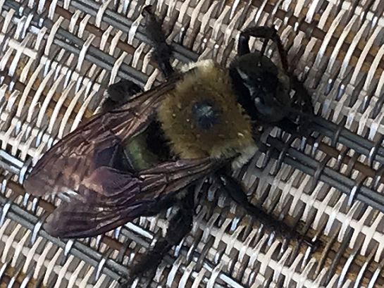 Female eastern carpenter bee