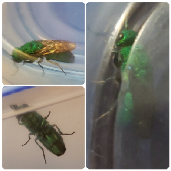 Cuckoo wasp
