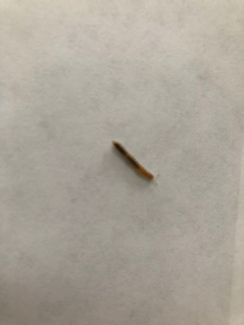Millipede