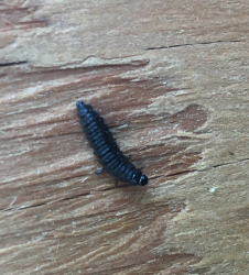 Larva of a leaf beetle