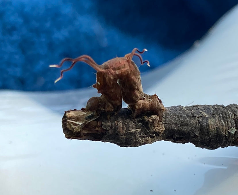 Filament bearer caterpillar