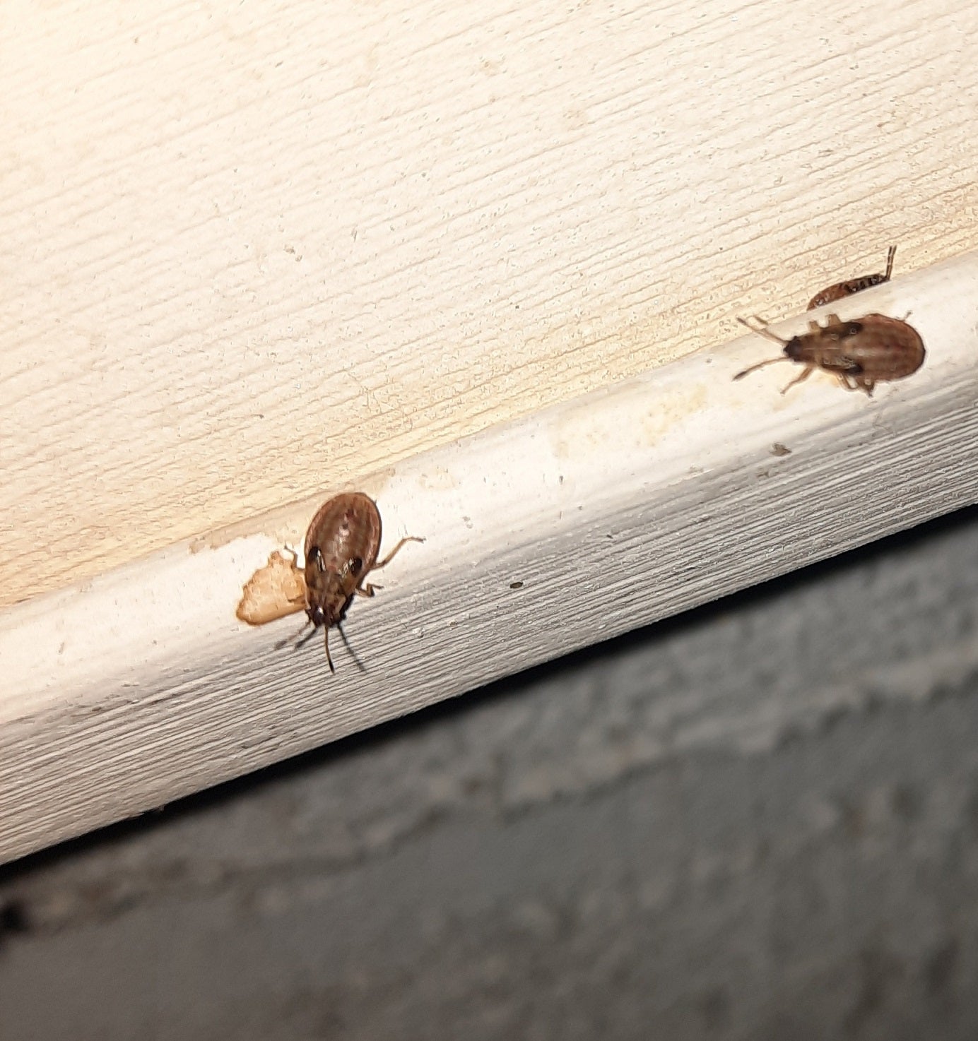Nymphs of the elm seed bug