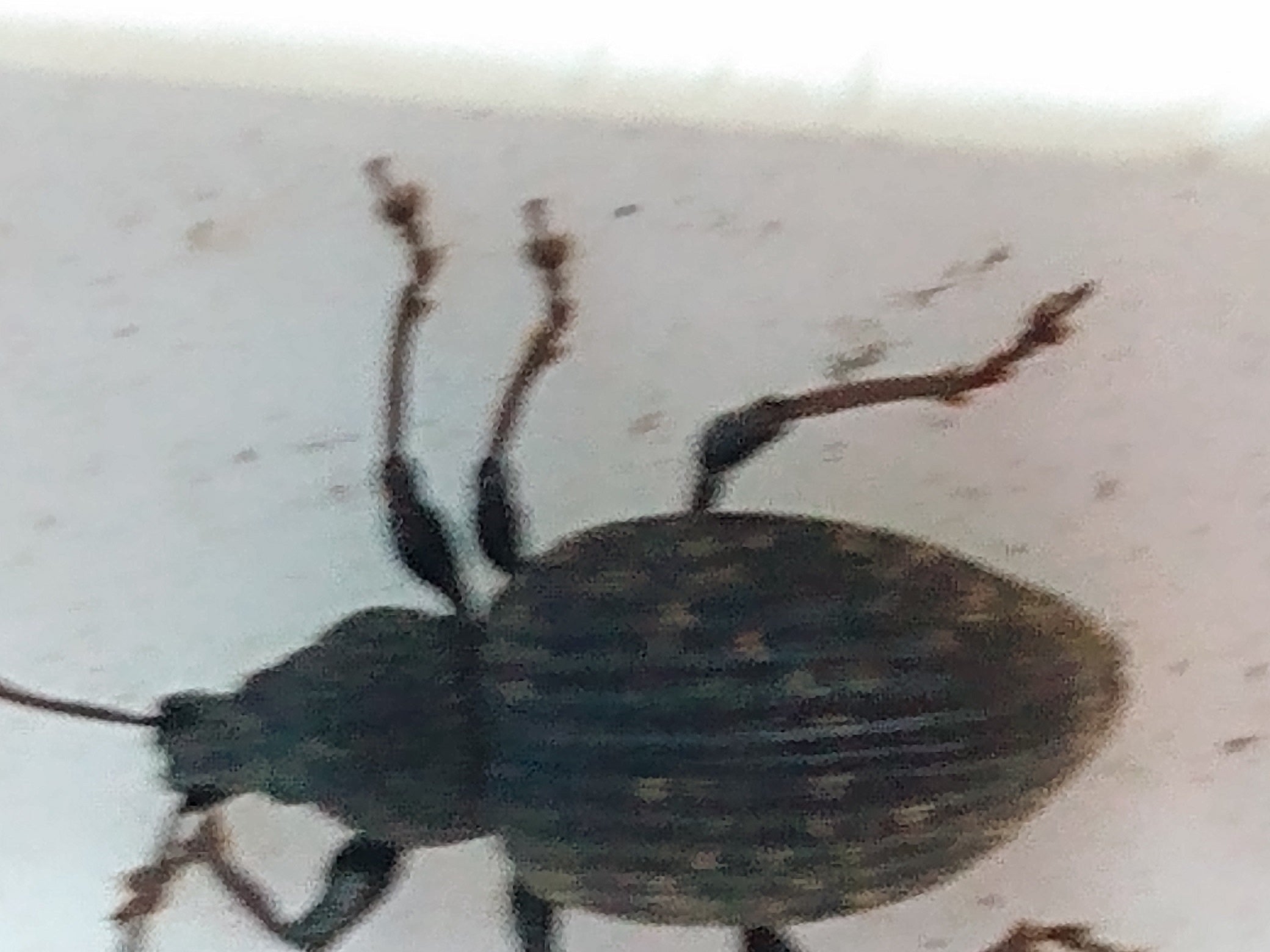Broad-nosed/short-snouted weevil