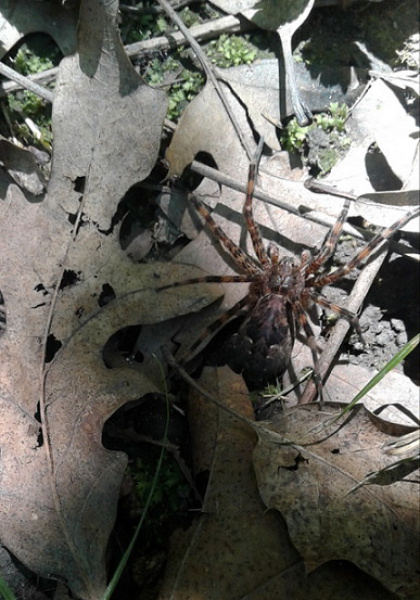 Dark fishing spider