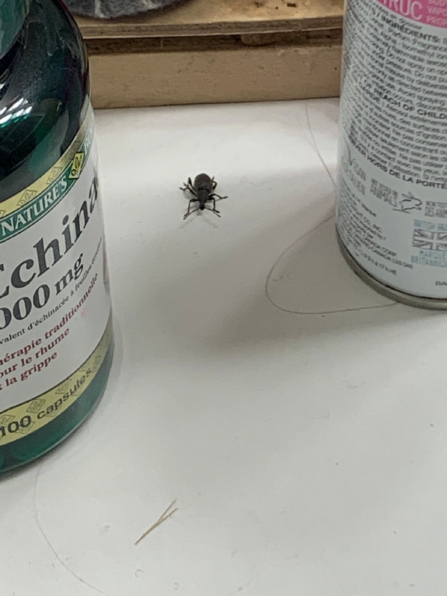 Broad-nosed/short-snouted weevil