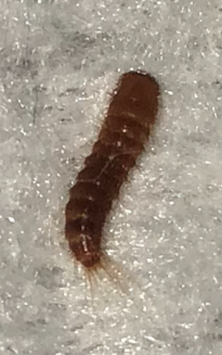 Larva of a black carpet beetle