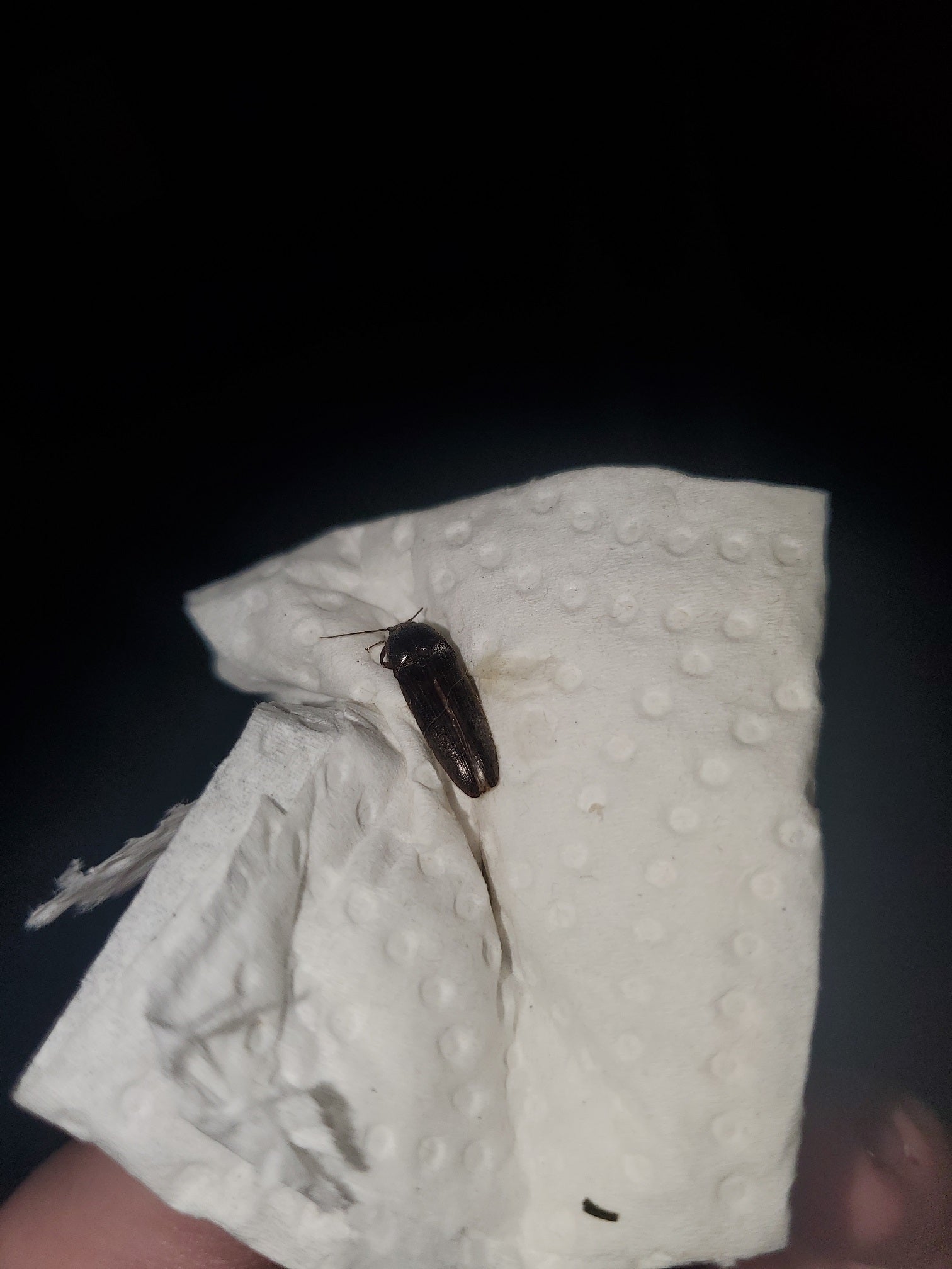 Click beetle