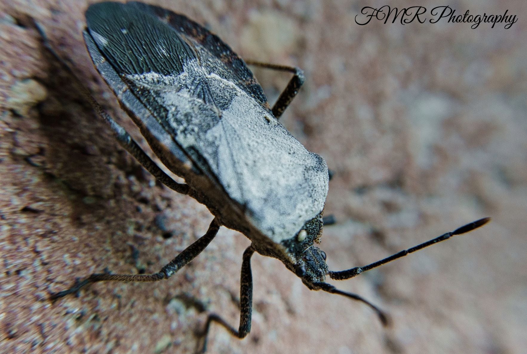Leaf-footed bug