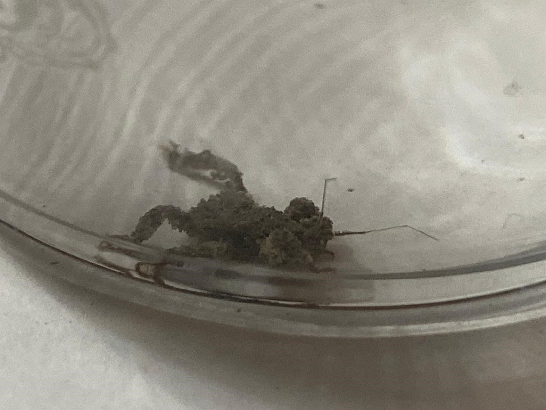 Nymph of a masked hunter