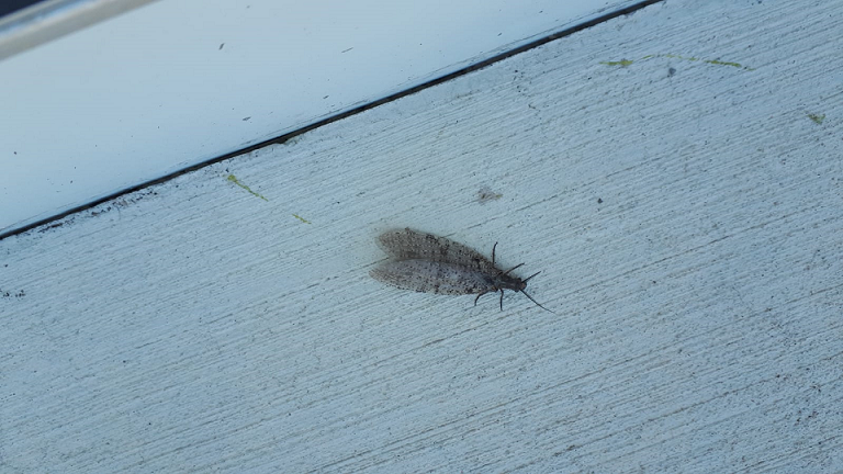 Female summer fishfly