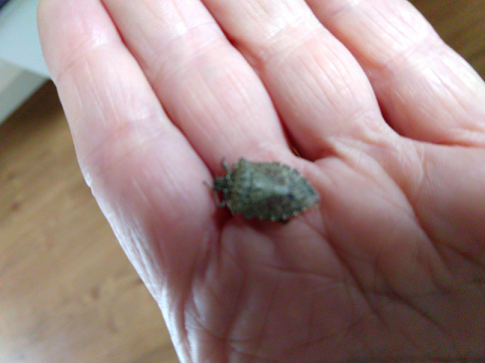Brown marmorated stink bug